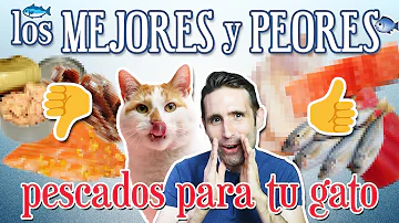 ¿Se puede dar filete a los gatos?