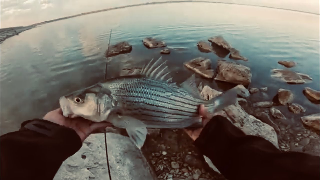 I CAUGHT SO MANY WITH ONE BATTERY, 🪫 WIPER (HYBRID BASS) YouTube