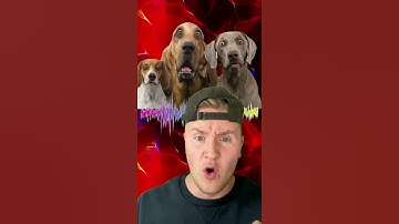 Thumbnail of ONLY DOGS CAN HEAR THIS SOUND! #shorts
