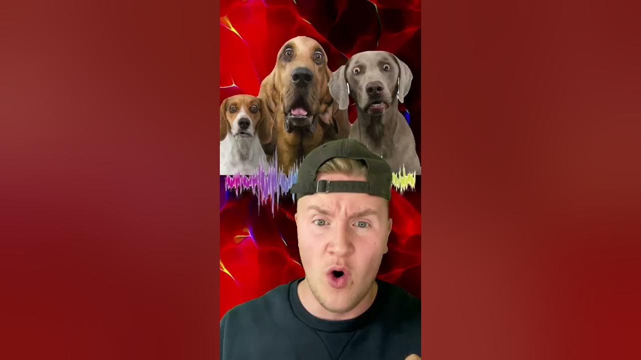 ONLY DOGS CAN HEAR THIS SOUND! #shorts ONLY DOGS CAN HEAR THIS SOUND! #shorts