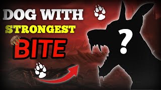 Top 10 Animals with The Strongest Bite Force [MUST SEE!]