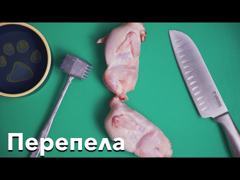 Видео: Перепелка для собак - Могут ли собаки есть перепелов?