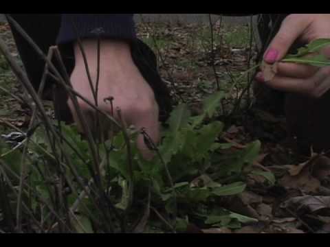 [FLUX] Urban Foraging Walk with Rebecca Lerner