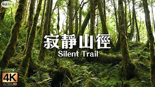 森林療癒系2  太平山 翠峰湖環山步道 台灣最寂靜的山徑  適合一個人獨走的身心療癒步道 聆聽大自然與心底最細微的聲音  附現場收音片段 放鬆抒情鋼琴曲 Relaxing Piano Music