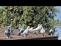 FIRST TIME OUT! 2021 Racing Pigeons Set Free For The First Time | FVC Futurity Birds YB