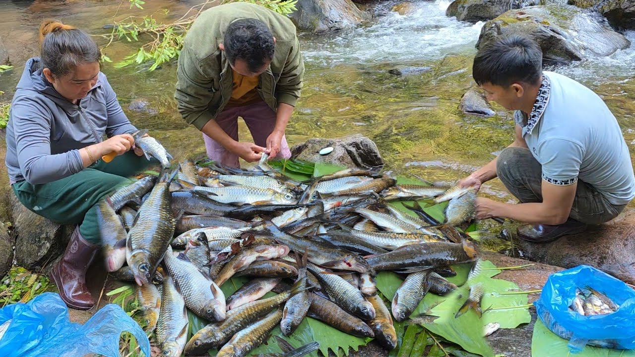 Sib Faib Ntses Tseev Ntses Cia 