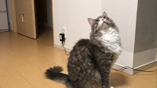 猫じゃらしを渡さない猫 ノルウェージャンフォレストキャットA cat that does not pass green foxtail.Norwegian Forest Cat.