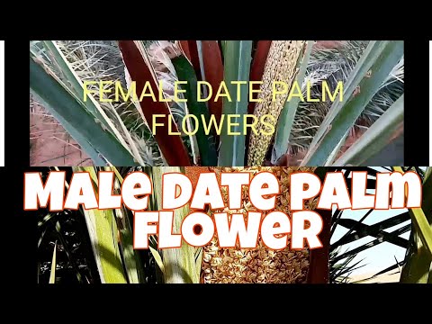 How to identify the flower of MALE and FEMALE date palm tree?