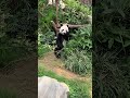 Panda 大貓熊