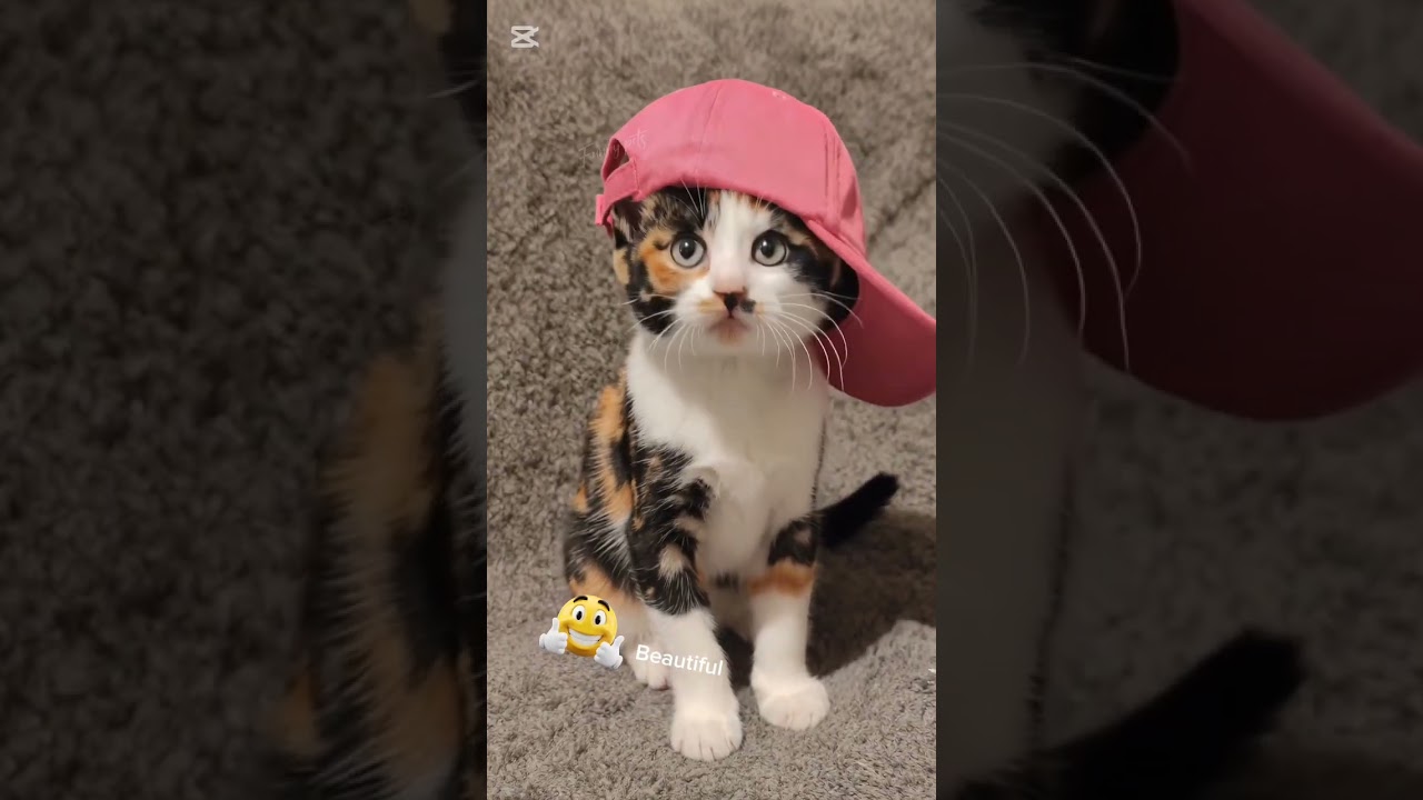 Funny pets, cats, beautiful colors, 