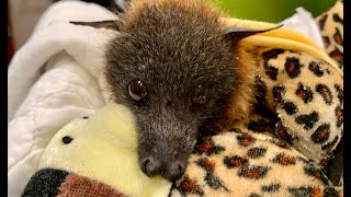 Juvenile flying-fox in care day 1 evening:  this is Sarji