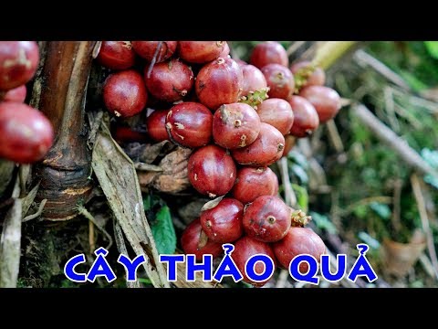 Video: Thảo Quả