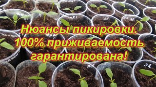 видео: Как правильно пикировать  перцы и баклажаны картинка: Как правильно пикировать  перцы и баклажаны