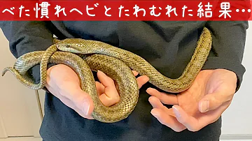 蛇 待ち受け تحميل Download Mp4 Mp3 蛇 待ち受け تحميل Download Mp4 Mp3