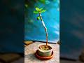 How to Grafting amrud plant 🪴#gardening #plants #shorts