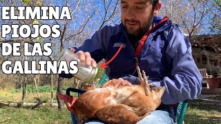 4 Remedios Naturales Para Eliminar Los PIOJOS EN GALLINAS 🐓🐣 by Manos de Tierra 22,708 views 2 months ago 10 minutes, 22 seconds