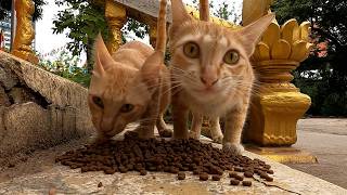 Feeding Stray Cats – They Need Food Every Day