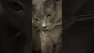 Merak Etmeyi̇m Kedi̇m Yasi̇yooo