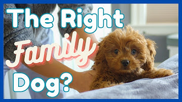 7 Reasons Why Cavapoos Make a Great Family Dog (+ 3 Resaons to Avoid Them)
