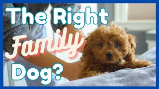 7 Reasons Why Cavapoos Make a Great Family Dog (+ 3 Resaons to Avoid Them) by DogCareLife 349 views 3 months ago 3 minutes, 2 seconds