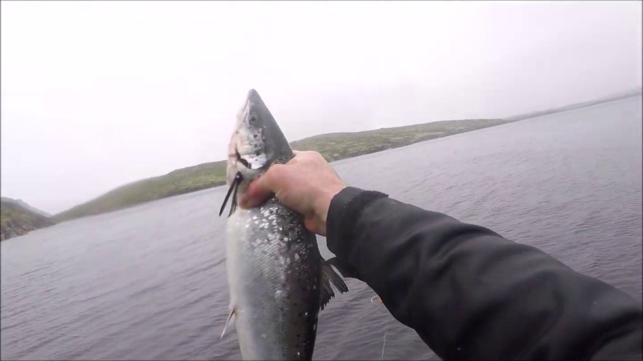 Salmon Food Fishery 2020.... YouTube