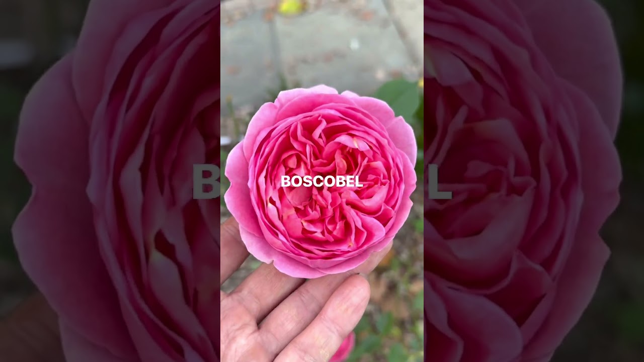 David Austin Roses for Cut Flower Garden