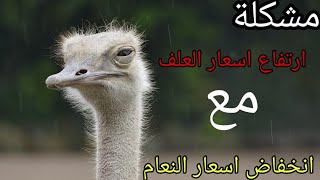 الحل للغلاء الرهيب لاسعار الاعلاف ، وهل يوجد بدائل رخيصه | عالم الحيوان و الطيور