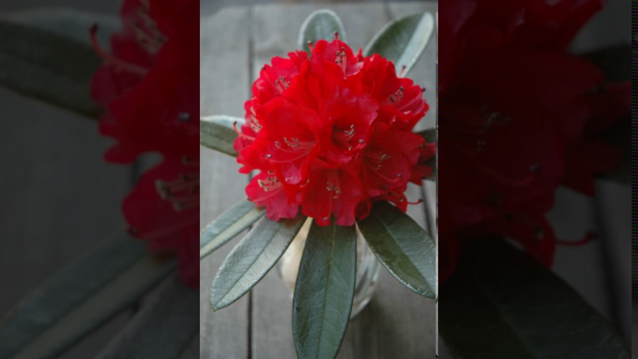 Flowers Name With Picture In Nepali / National Symbols of Nepal