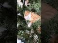 Colby doesn’t want me to fluff the Christmas tree 🤣 #orangecat #cats #funny #funnyshorts