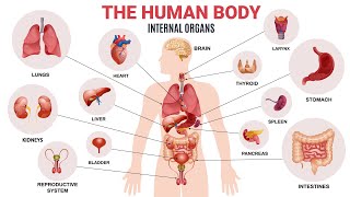 Parts of the Body in English: Internal Organs | English Vocabulary