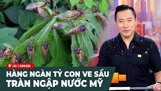 Cà Phê Sáng Cuối Tuần P1 (05-04-24) Hàng ngàn tỷ con ve sầu tràn ngập nước Mỹ