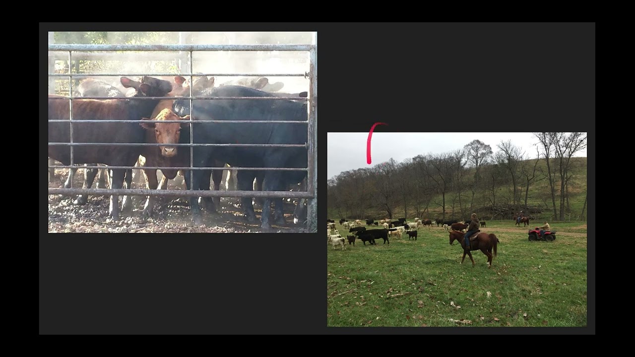Cope Cattle Handling Techniques YouTube cope-cattle-handling-techniques-youtube