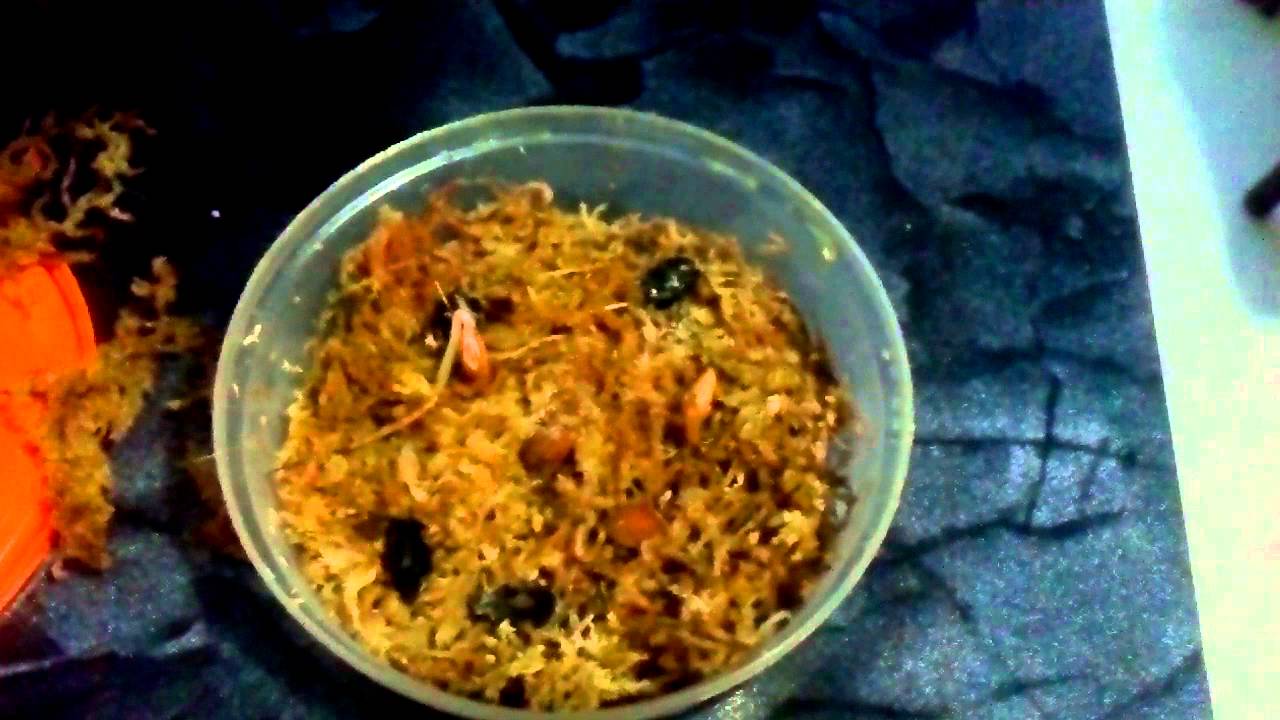 как посадить вишню из косточки