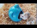 Curious Roborovski Hamster
