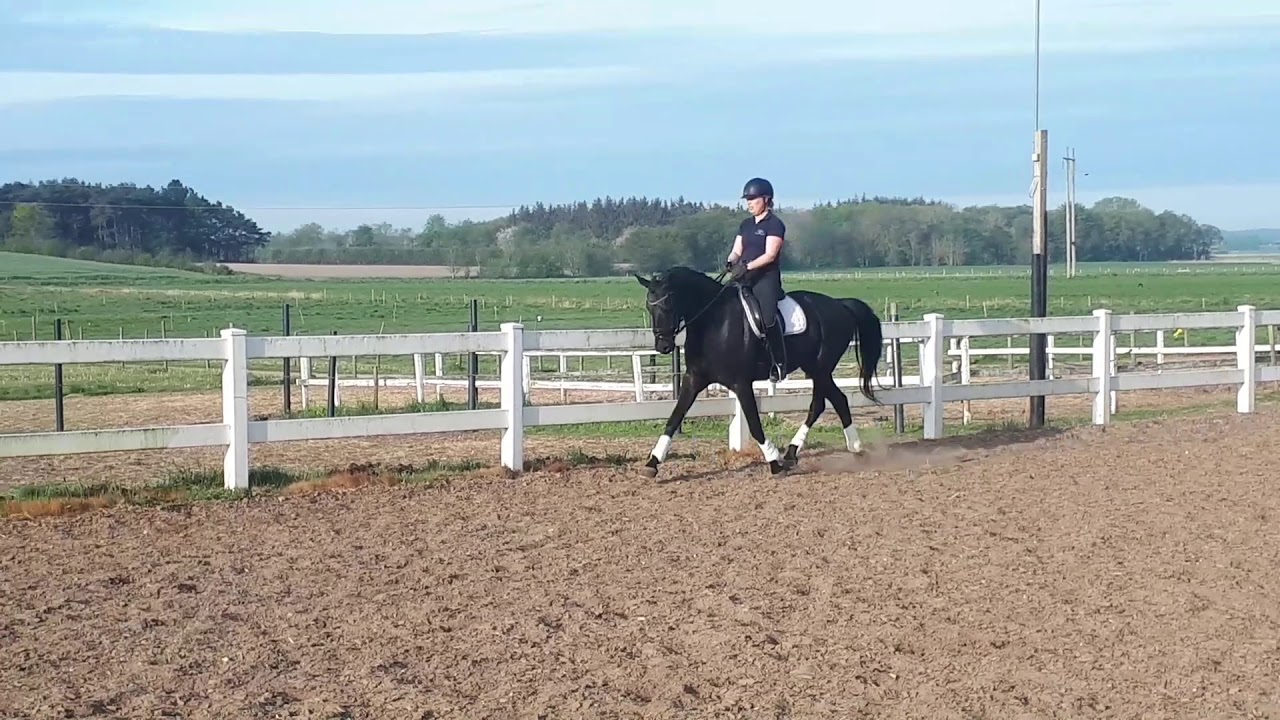 Lexis YouTube lexis-youtube