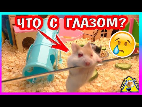 Что случилось с глазом ХОМЯКА? / хомяк кэмпбелла / Алиса Изи Петс / Alisa Easy Pets