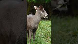 Tufted Deer #extinctspecies #uniqueanimal #intrestingfact #ytshorts #viralvideo #deer