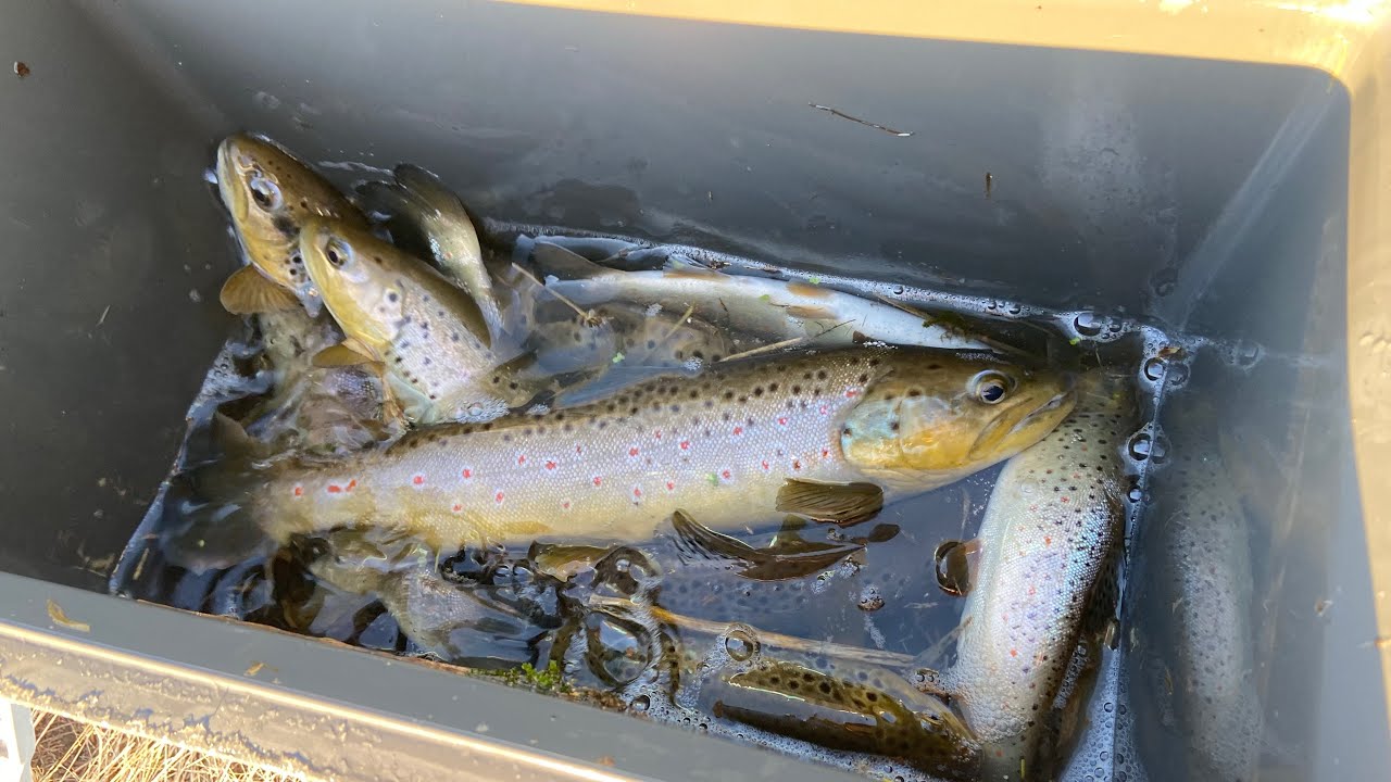 移植放流禁止の外来種で超美味しい料理作ってみた