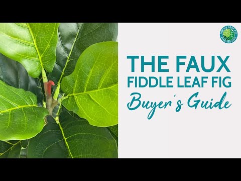 How to Buy The Best Faux Fiddle Leaf Fig For Your Home | Fiddle Leaf Fig Plant Resource Center