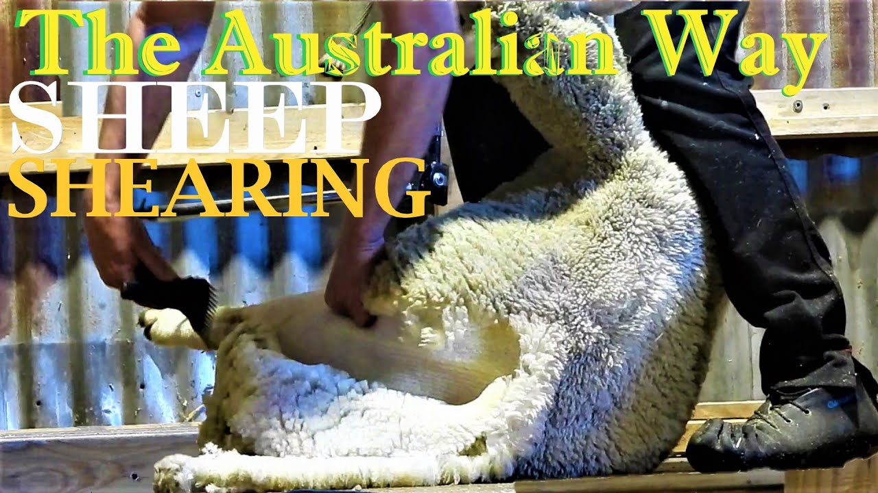 Viral Sheep Shearing, The Australian Way is The Fastest and Most
