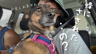 何かに刺された?急いで病院に来たけど着いたら全然平気になった野犬の子