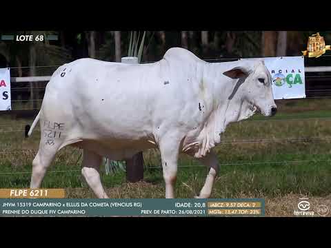 Nelore Cometa | 16º Leilão | Lote 68