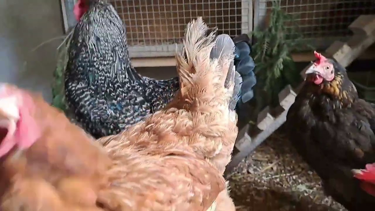 Весна пришла,есть возможнось поклевать прошлогоднюю зелень.Куры рады теплу.