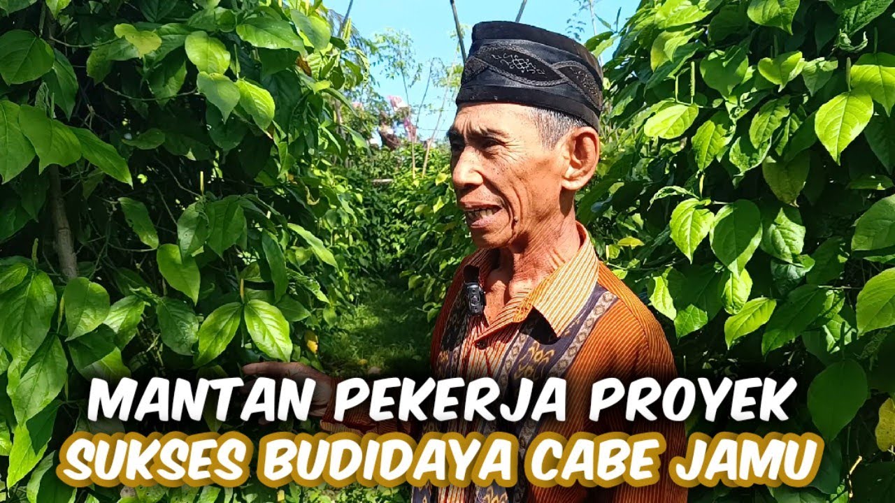 Mantan Pekerja Proyek Sukses Budidaya Cabe Jamu‼️Tanam Dipekarangan Rumah Panen Melimpah