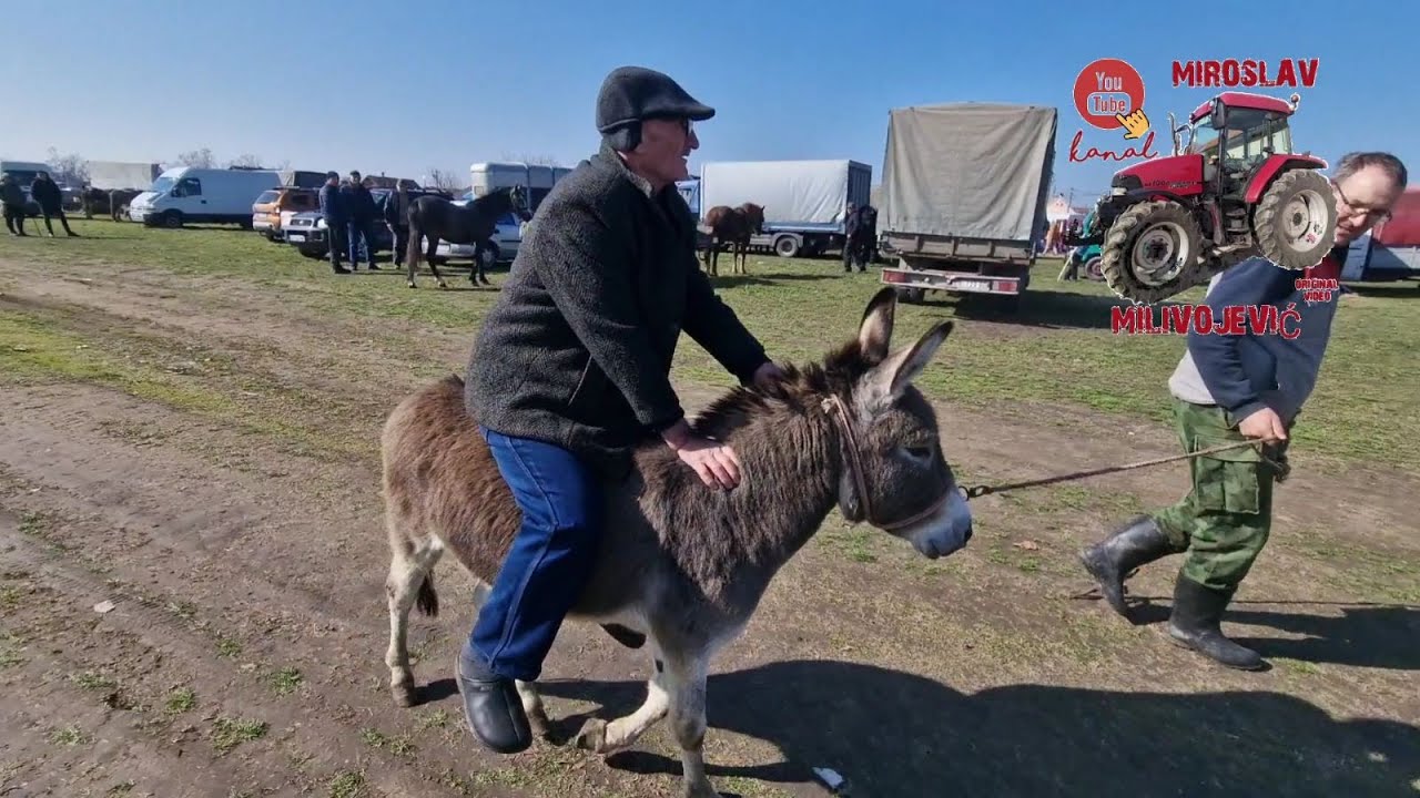 Vašar u Rumi - Provozali smo magarca 03. 03. 2025.