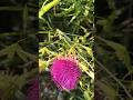 Wild beauty of thistle in full bloom #flowers #beauty #wild #shorts