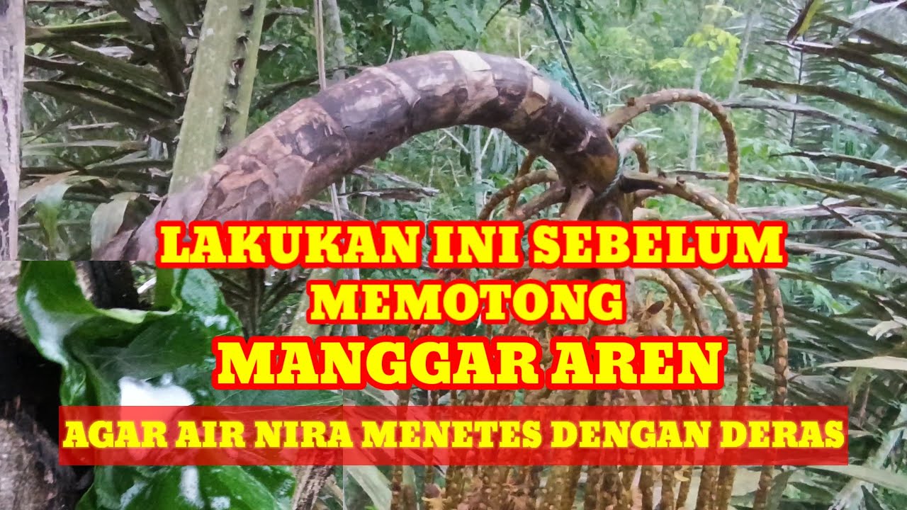 CARA MEMOTONG MANGGAR AREN AGAR HASILNYA MAKSIMAL