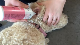 How To Clean Dogs Ear - HOMESTEAD Goldendoodle