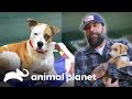 Antonio ajuda centro de adoção de animais | Um Lar para Pets | Animal Planet Brasil