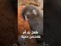 قرد يتيم يحتضن دمية بدل أم ه مشهد أبكى الملايين